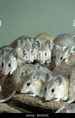 Turkish Spiny Mice (Acomys cilicicus). Rare, endangered species. Stock Photo