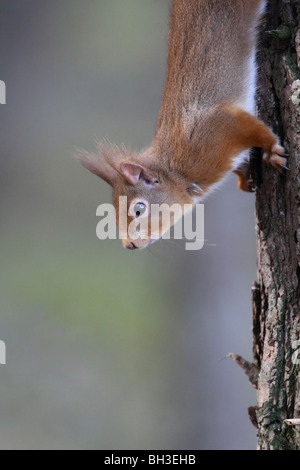 Red Squirrel on the lookout. Strathspey, Scotland Stock Photo