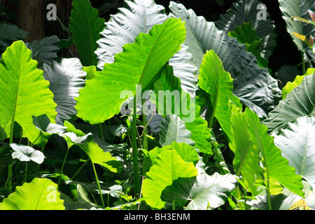 Africa Details Kouma Konda Leaves Nature Togo Stock Photo