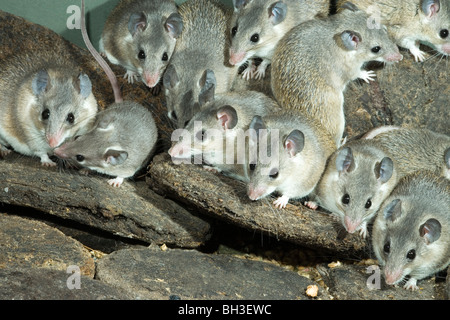 Turkish Spiny Mice (Acomys cilicicus). Rare, endangered species Stock Photo