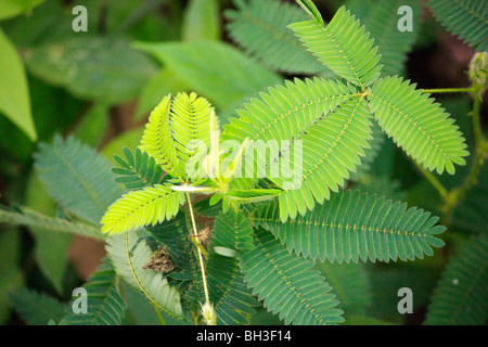 Africa Kouma Konda Leaves Mimosa Nature Togo Stock Photo