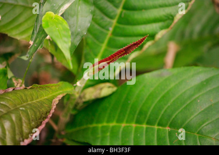 Africa Kouma Konda Leaves Nature Togo Stock Photo