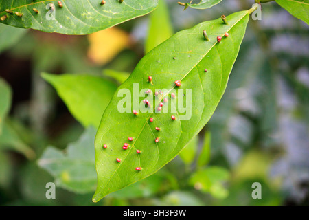 Africa Kouma Konda Leaves Nature Togo Stock Photo