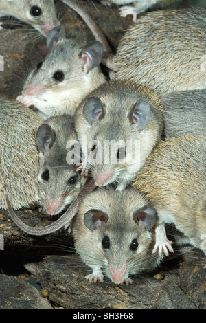 Turkish Spiny Mice (Acomys cilicicus). Rare, endangered species. Stock Photo