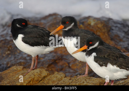 Eurasian oystercatchers, Haematopus ostralegus, roosting in winter. Moray Firth, Scotland Stock Photo