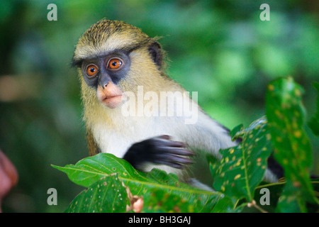 Africa Ghana Mona Monkey Primate Tafi Atome Stock Photo