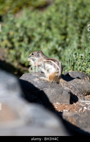 chipmunk chipmunks vermin rodent cute fluffy chipmonk chipmonks chip monk monks munks munk Stock Photo