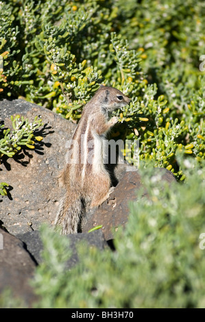 chipmunk chipmunks vermin rodent cute fluffy chipmonk chipmonks chip monk monks munks munk Stock Photo