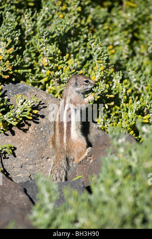 chipmunk chipmunks vermin rodent cute fluffy chipmonk chipmonks chip monk monks munks munk Stock Photo