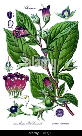 belladonna, deadly nightshade, plant, plants Stock Photo