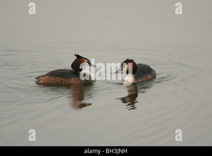 A pair of great crested grebes (Podiceps cristatus) in courtship on a early morning. Stock Photo