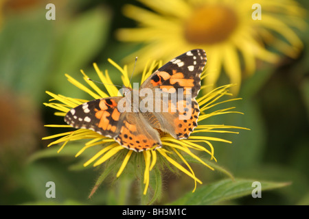 Painted lady (Vanessa Cardui) butterfly on dwarf swordleaf inula (Inula Ensifolia) in a garden. Stock Photo