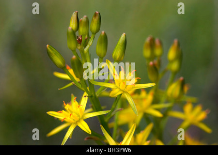 Bog Asphodel (Narthecium ossifragum). Stock Photo