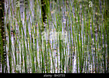 Water or swamp horsetail (Equisetum fluviatile) growing in a bog at Boat of Garten. Stock Photo
