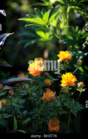 Globe flowers (Trollius ranunculaceae) Stock Photo
