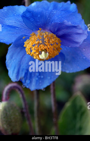 Himalayan blue poppy (Meconopsis grandis). Stock Photo