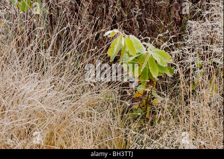 Frosted grasses and willow leaves, Greater Sudbury, Ontario, Canada Stock Photo