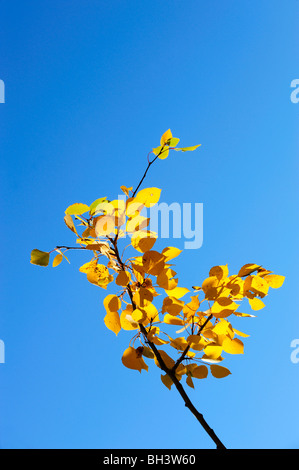 Trembling aspen (Populus tremuloides) leaves in autumn colour, Kananaskis Country, Alberta, Canada Stock Photo