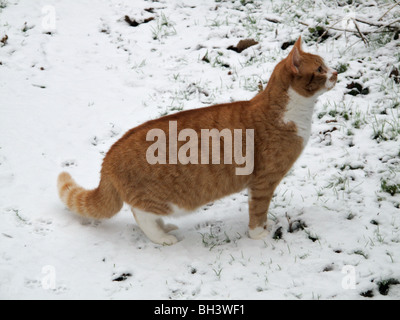 A ginger cat alert in a light fresh snow covering Stock Photo