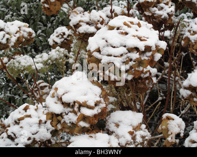 Snow cover on last years flowers on a hydrangea in mid winter Stock Photo