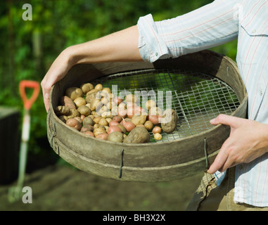 A garden sieve filled with potatoes Stock Photo