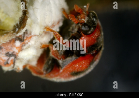Vedalia beetles or cardinal ladybirds (Novius cardinalis) preying on Icerya purchasi adult Stock Photo