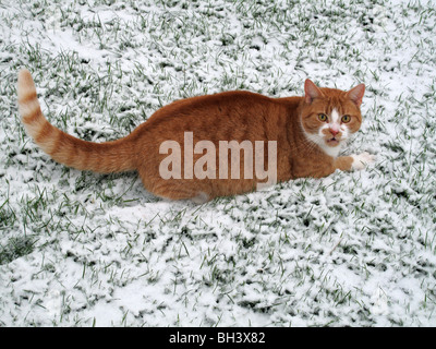 A ginger cat alert in a light fresh snow covering the grass Stock Photo