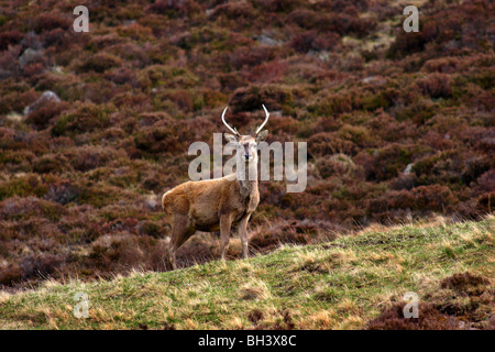 Young stag at Glen Muick in spring. Stock Photo