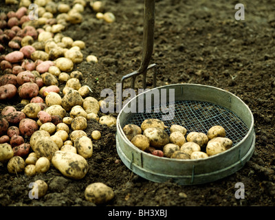 Freshly harvested potatoes on the soil Stock Photo