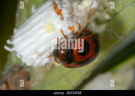 Vedalia beetles or cardinal ladybirds (Novius cardinalis) preying on Icerya purchasi adult Stock Photo
