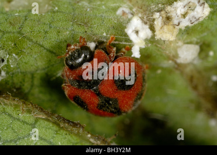 Vedalia beetles or cardinal ladybirds (Novius cardinalis) preying on Icerya purchasi nymphs Stock Photo