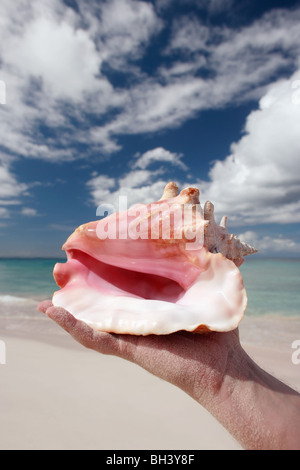 Man's hand holding a large sea shell in the air on a deserted tropical beach Stock Photo