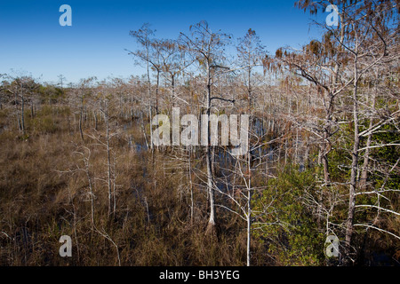 Bald Cypress Trees - Everglades National Park Stock Photo