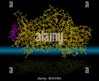 Clostridium Botulinum Stock Photo - Alamy