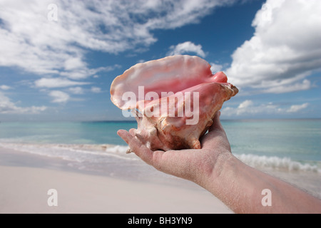 Man's hand holding a large sea shell in the air on a tropical beach Stock Photo