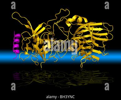 Molecular Illustration Of Botulinum Neurotoxins (BoNTs) Produced By ...