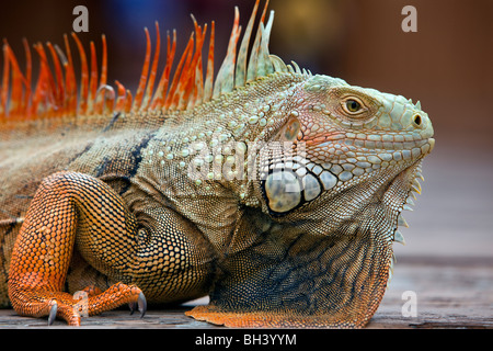 Iguana Portrait, Florida Stock Photo