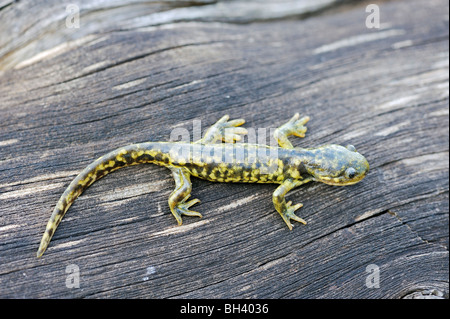 Eastern Tiger Salamander Stock Photo