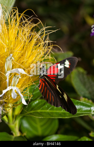 Brush-Footed Butterfly, Heliconius Erato Notabilis Stock Photo