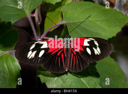 The Postman Butterfly, Heliconius Melpomene Madiera Stock Photo