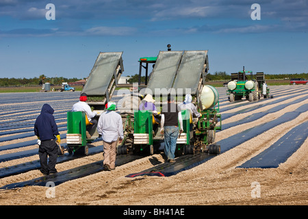 Picking Beans, Migrant Labor, Southern Florida Agriculture Stock Photo