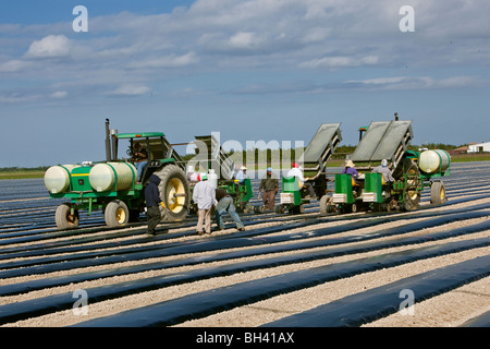 Picking Beans, Migrant Labor, Southern Florida Agriculture Stock Photo