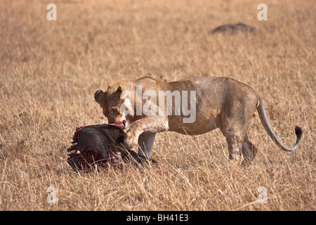 Young immature male Lion feeding on the remains of a recently killed Wildebeest. Stock Photo