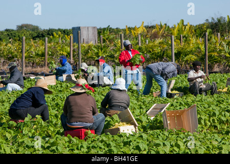 Picking Beans, Migrant Labor, Southern Florida Agriculture Stock Photo