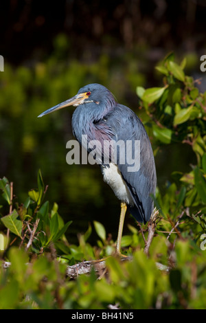 The Tricolored Heron (Egretta tricolor) formerly known in North America as the Louisiana Heron. Stock Photo