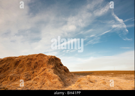 yellow red hay in morning light with blue and cloudy sky Stock Photo