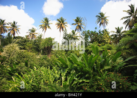 Tropical rain forest, Dominica, Caribbean Stock Photo