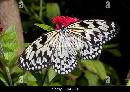 Tree Nymph (Idea leuconoe) Butterfly, Rice Paper Butterfly, Paper Kite Butterfly Stock Photo