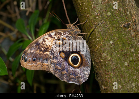 Owl Butterfly, Caligo memnon Stock Photo