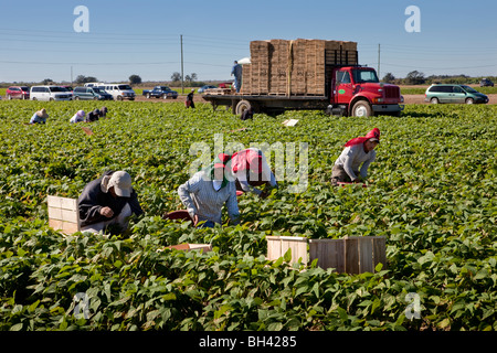 Picking Beans, Migrant Labor, Southern Florida Agriculture Stock Photo